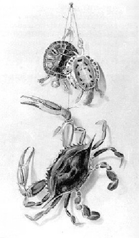 275x470 Blue Crabs And Terrapins By Achille Perelli On Artnet - Blue Crab Sketch
