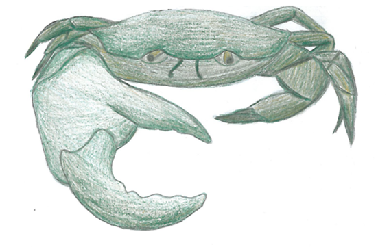 567x361 Aberaeron Crab Project - Blue Crab Sketch