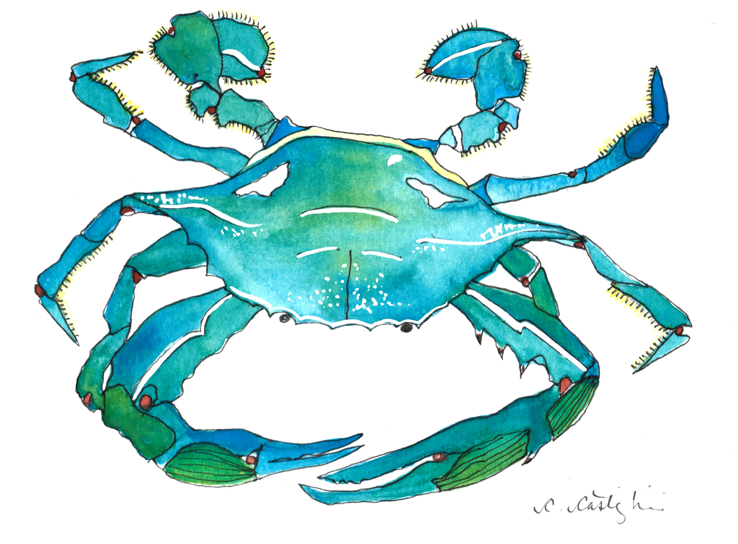 Blue Crab Sketch at Explore collection of Blue