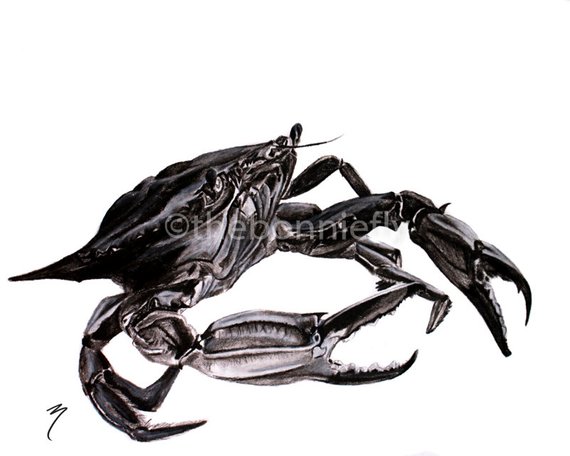 570x456 Giclee Print And Original Blue Crab Charcoal Fish Sketch - Blue Crab Sketch