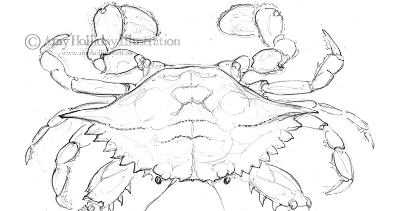 813x427 Amy Holliday Illustration Sketchbook Atlantic Blue Crab Drawing - Blue Crab Sketch