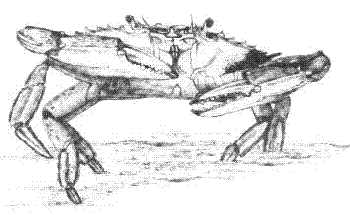 350x215 Map Of Chesapeake Bay - Blue Crab Sketch