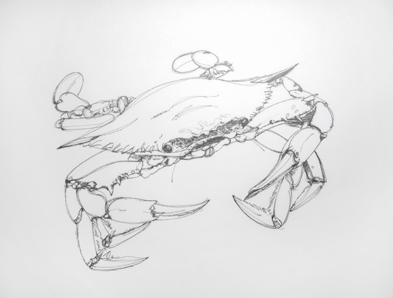 780x593 Scott Sullivan Studio Blue Claw Crab - Blue Crab Sketch