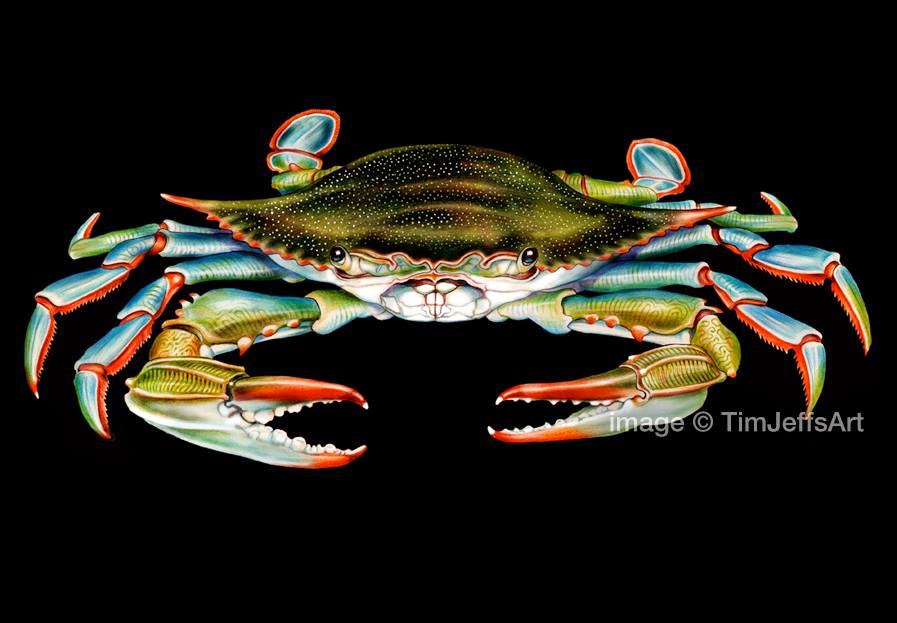 897x623 Tim Jeffs Art - Blue Crab Sketch