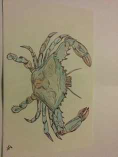 236x314 White Crab Illustration Maryland Blue Crab Drawing By Luckiiarts - Blue Crab Sketch