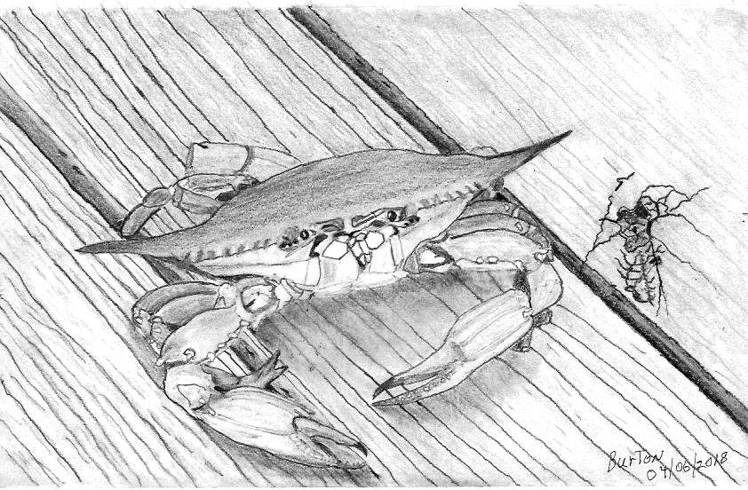 842x552 Another Artist Rendition Of My Chesapeake Bay Blue Crab Photograph - Blue Crab Sketch