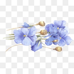 260x260 Cartoon Flower Photos Png Images Vectors And Psd Files Free - Blue Flower Sketch