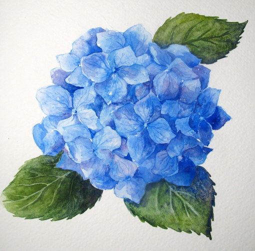 510x502 Everyday Artist Step By Step Watercolor How To Paint A Blue - Blue Flower Sketch