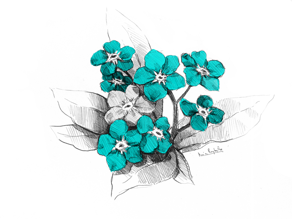 1024x769 Forget Me Not Uploaded By Ania On We Heart It - Blue Flower Sketch
