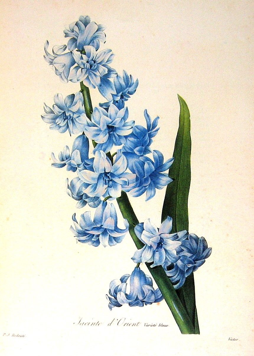 860x1203 Blue Flower Vintage Painting - Blue Flower Sketch