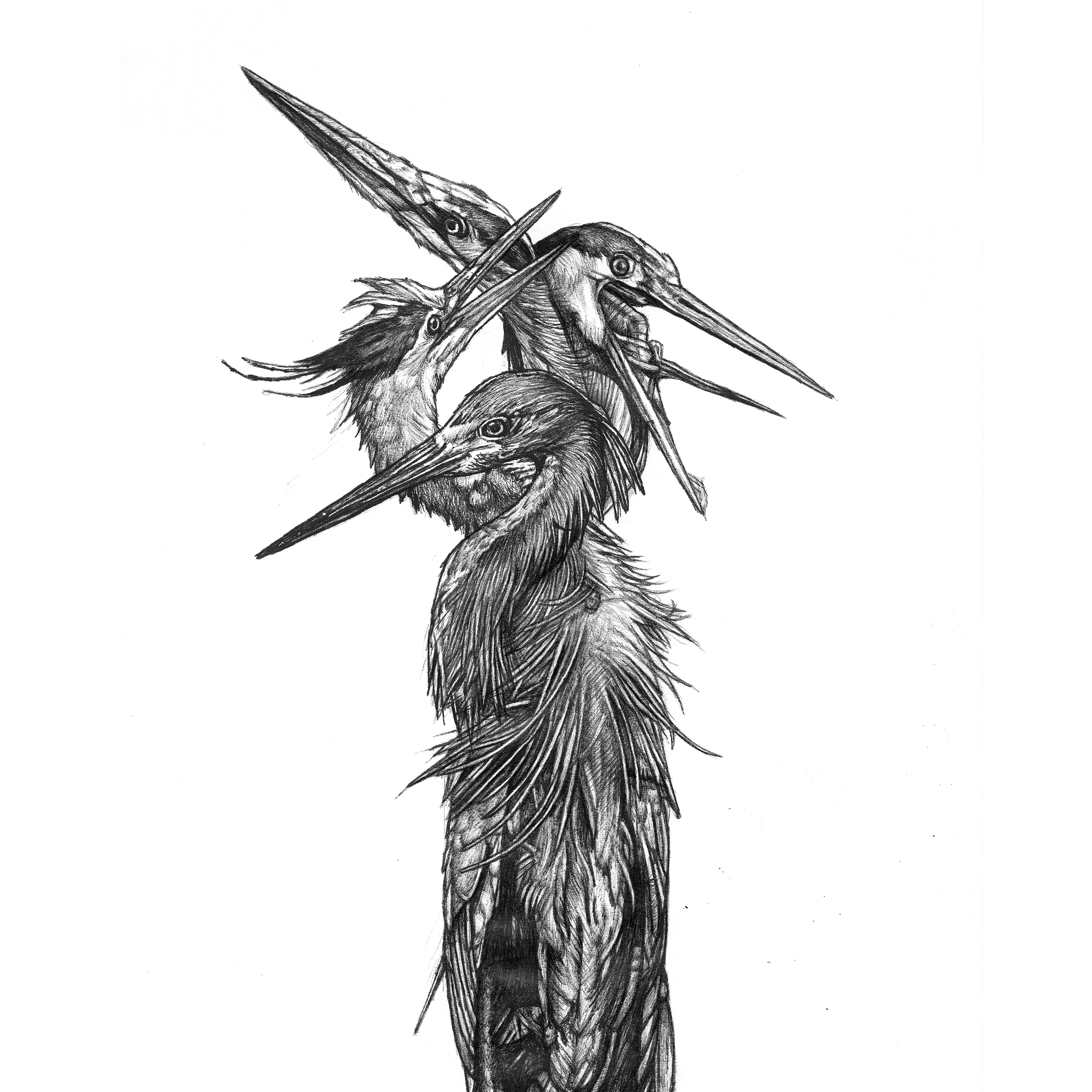 3543x3543 Grand Blue Heron - Blue Heron Sketch
