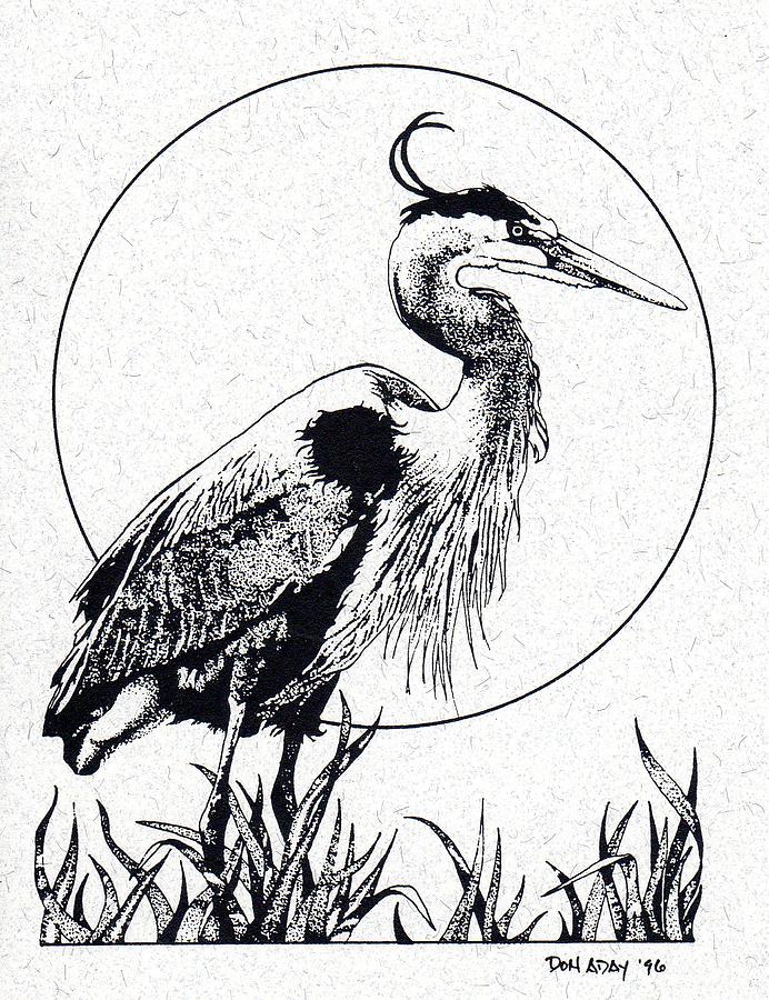 692x900 Great Blue Heron Drawing By Donald Aday - Blue Heron Sketch