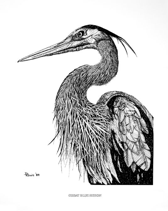 535x672 Great Blue Heron Sketch - Blue Heron Sketch