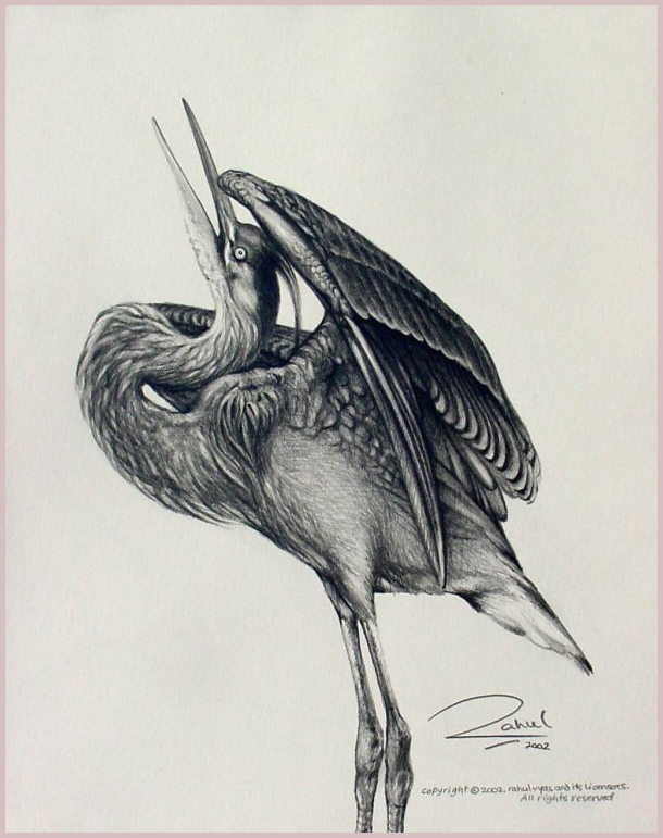 610x771 Great Blue Heron In An Unusual Pose - Blue Heron Sketch
