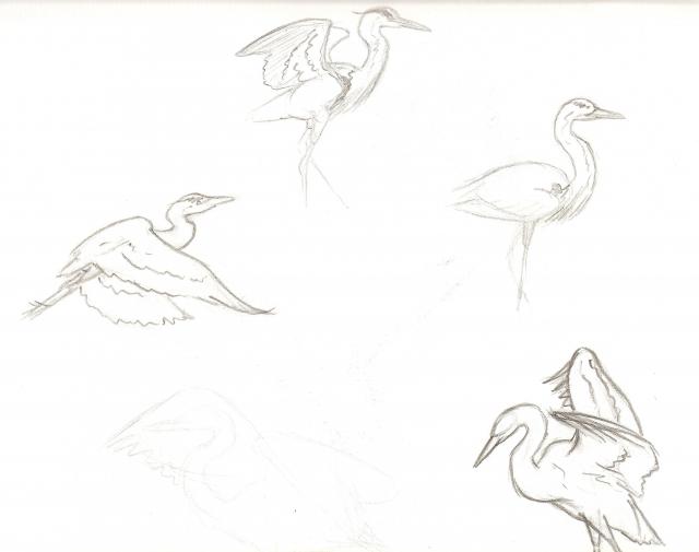 640x505 Great Blue Heron Sketches - Blue Heron Sketch