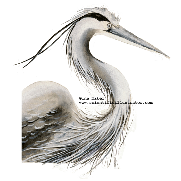 600x600 Heron, Watercolor - Blue Heron Sketch