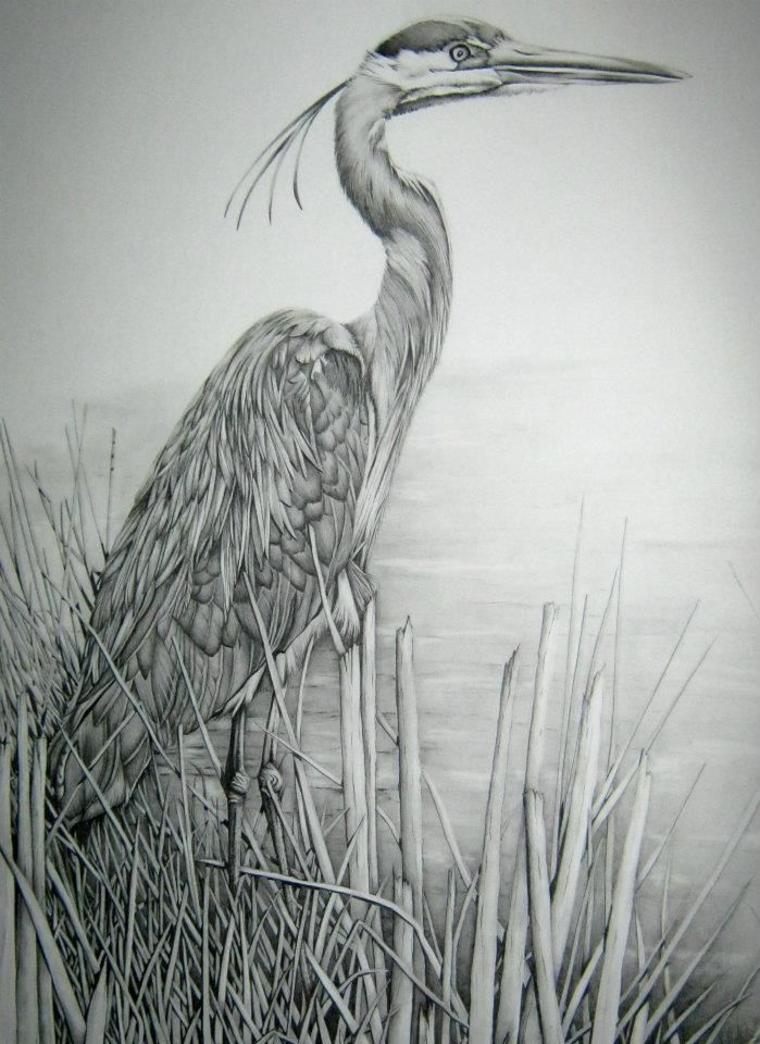 699x960 Blue Heron Drawing - Blue Heron Sketch