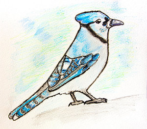 300x263 Blue Jay Drawings Fine Art America - Blue Jay Bird Sketch