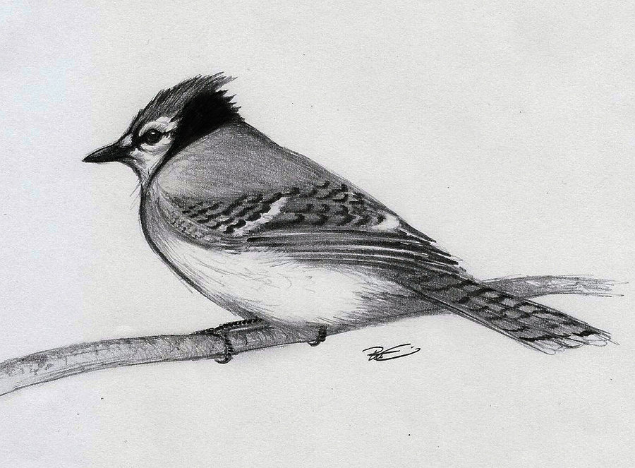 900x663 Blue Jay By Robthedoodler - Blue Jay Bird Sketch