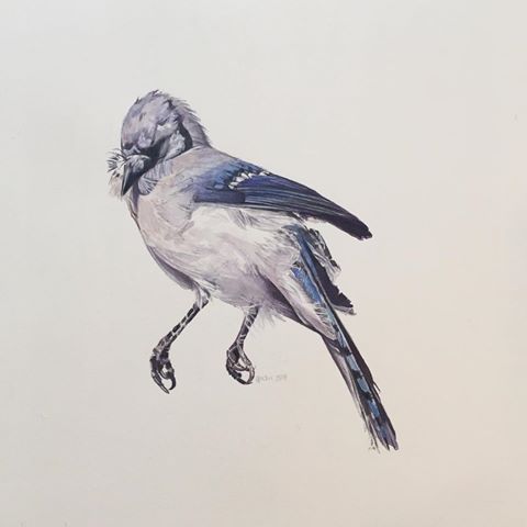 480x480 Images About - Blue Jay Bird Sketch
