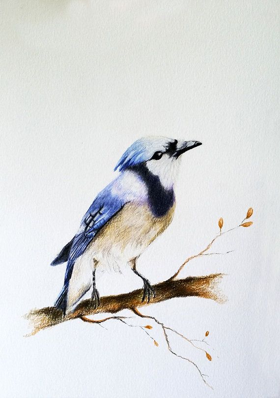 Blue Jay Bird Sketch at PaintingValley.com | Explore collection of Blue ...