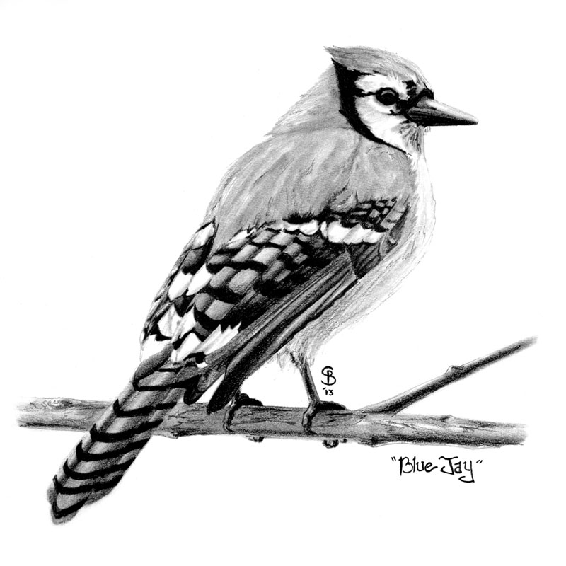 Blue Jay Bird Sketch at PaintingValley.com | Explore collection of Blue ...