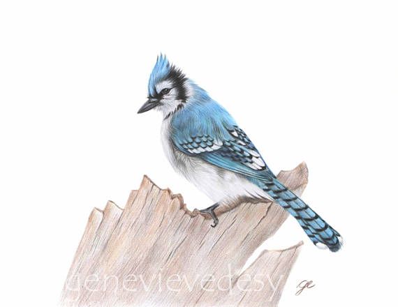 570x440 Blue Jay Art Print - Blue Jay Bird Sketch