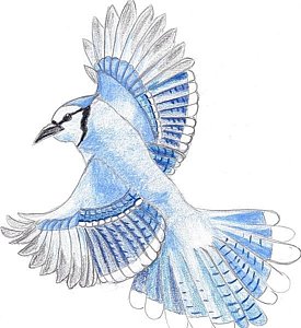 275x300 Blue Jay Bird Drawings Fine Art America - Blue Jay Bird Sketch