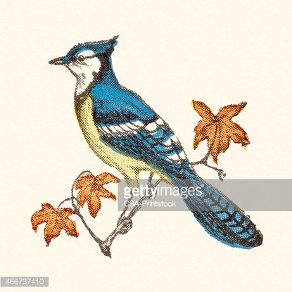 415x415 Blue Jay Bird Stock Vectors - Blue Jay Bird Sketch