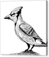 162x186 Blue Jay Sketch Drawing By Abstract Angel Artist Stephen K - Blue Jay Sketch