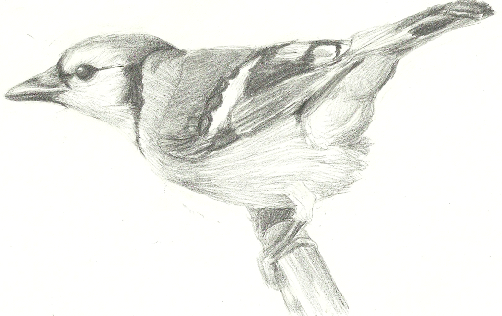 1024x645 Blue Jay Sketch By Aki Rain - Blue Jay Sketch