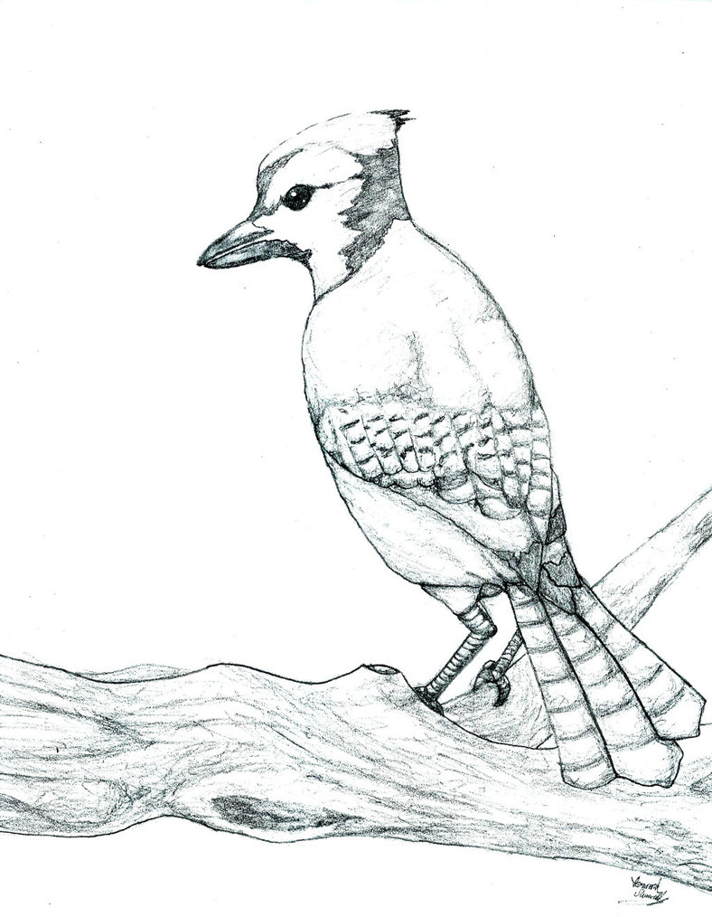 788x1014 Blue Jay Sketch By Templarian93 - Blue Jay Sketch