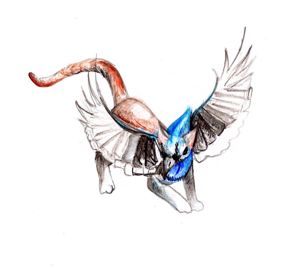 916x873 Blue Jay Sketch By Zonia - Blue Jay Sketch