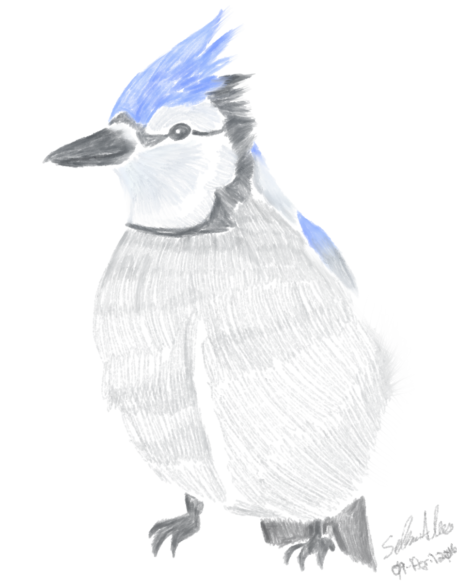 943x1200 Blue Jay Sketch Weasyl - Blue Jay Sketch