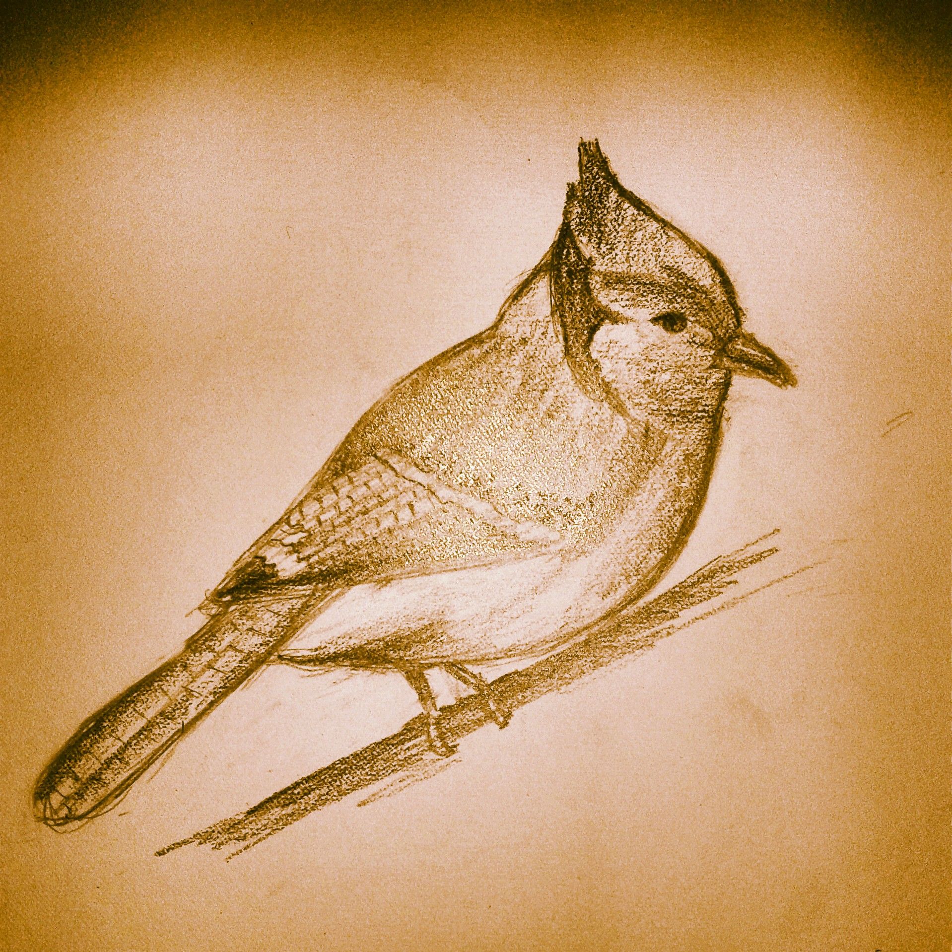 1918x1918 Blue Jay By Irene Antonius - Blue Jay Sketch