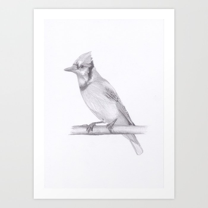 700x700 Blue Jay Drawing Art Print By Moii Arts Society6 - Blue Jay Sketch