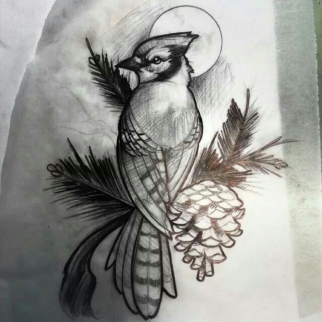 640x640 Blue Jay Sketch By Matt Rictus Tattoo Ideas - Blue Jay Sketch