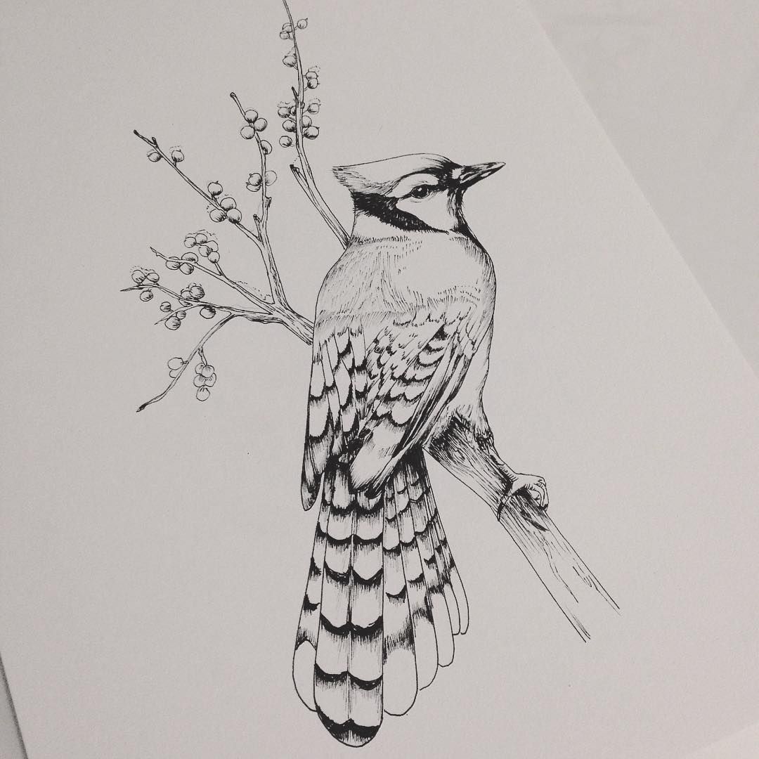 1080x1080 Bluejay - Blue Jay Sketch