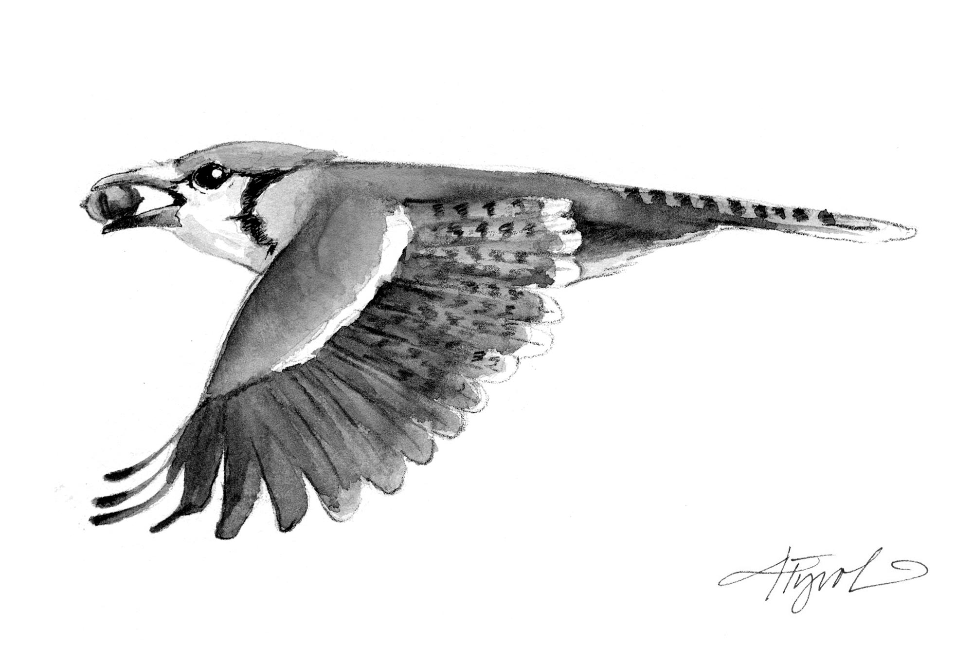 2000x1370 Boisterous Blue Jays Flock In Winter - Blue Jay Sketch