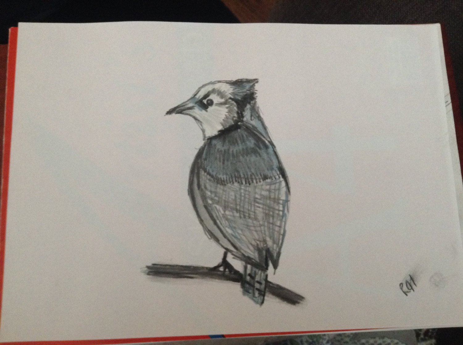 1500x1120 Charcoal Softpastel Graphite Blue Jay Bird Sketch Drawing A4 Etsy - Blue Jay Sketch