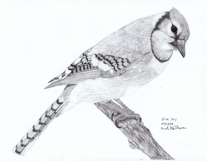 700x544 Drawing Blue Jay Nicole Macpherson, Artist - Blue Jay Sketch