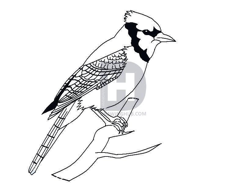 816x600 How To Draw A Blue Jay, Step By Step, Drawing Guide, By Animorpher - Blue Jay Sketch