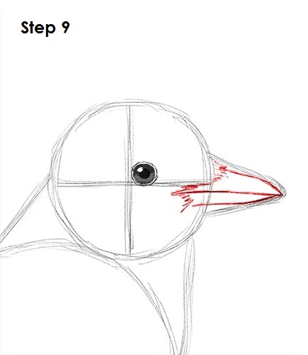 434x500 How To Draw A Blue Jay - Blue Jay Sketch