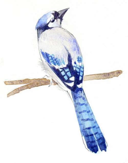 500x636 Jessica Lanan Illustration Pictures And Words Sketch - Blue Jay Sketch