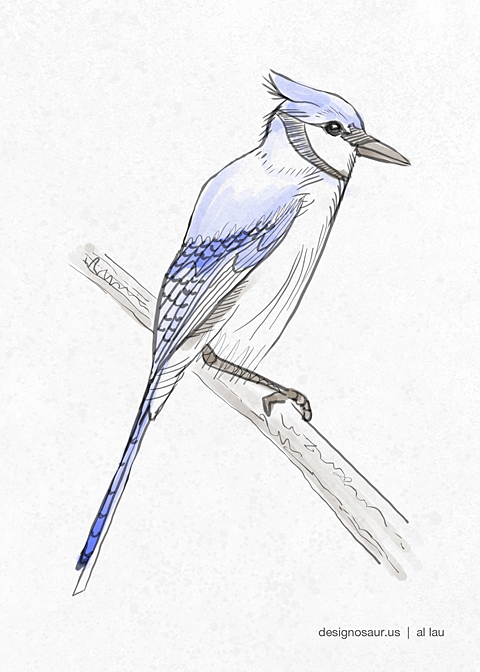 480x672 Drawing Blue Jay Blog.designosaur.us - Blue Jay Sketch