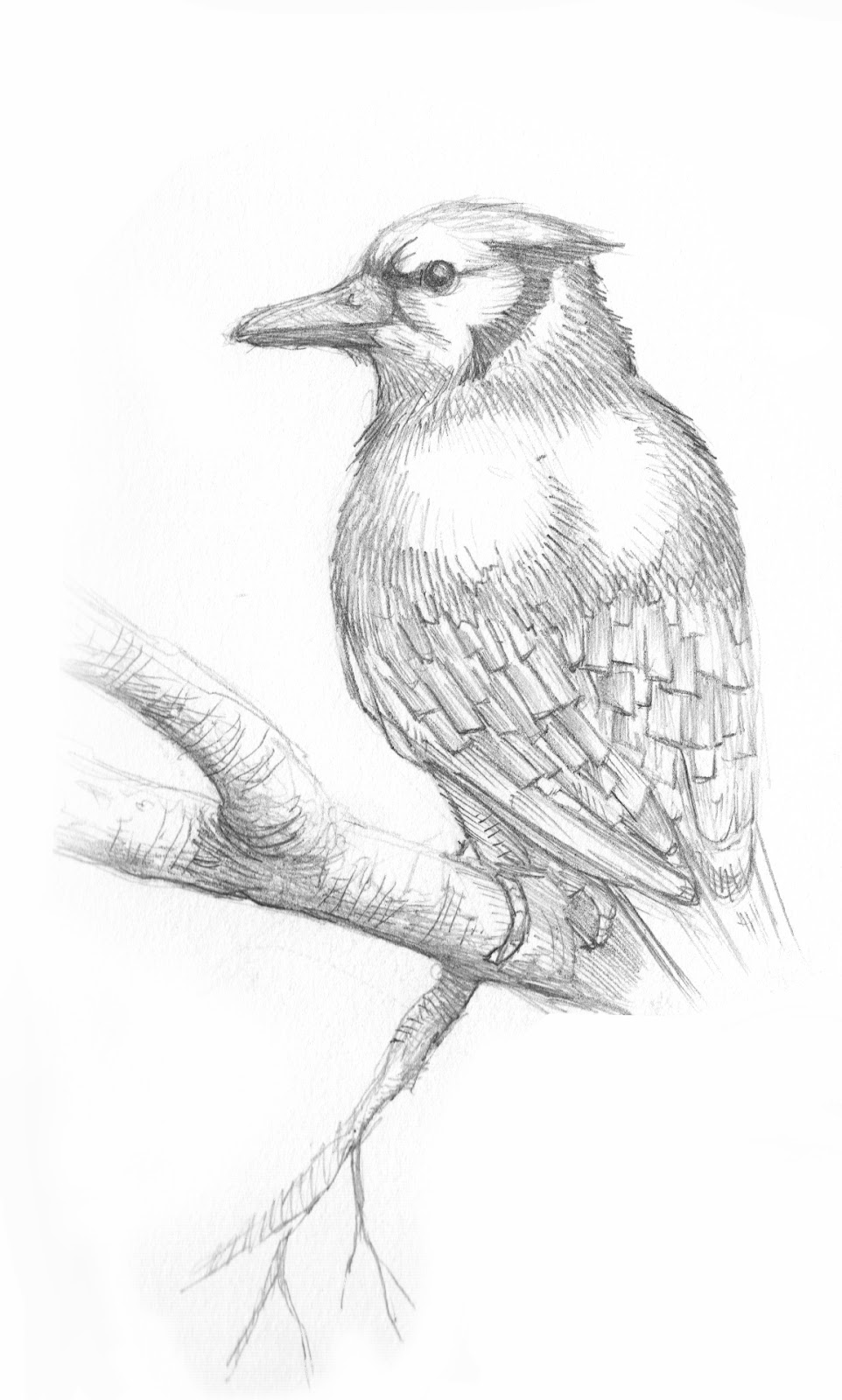 962x1600 Pretty Good Blog Blue Jay Sketch - Blue Jay Sketch
