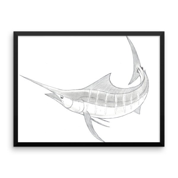 600x600 Blue Marlin Billfish Framed Photo Paper Poster Art Is The World - Blue Marlin Sketch