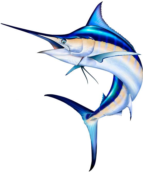 555x667 Marlin Clipart Pictures I Want To Paint Blue - Blue Marlin Sketch