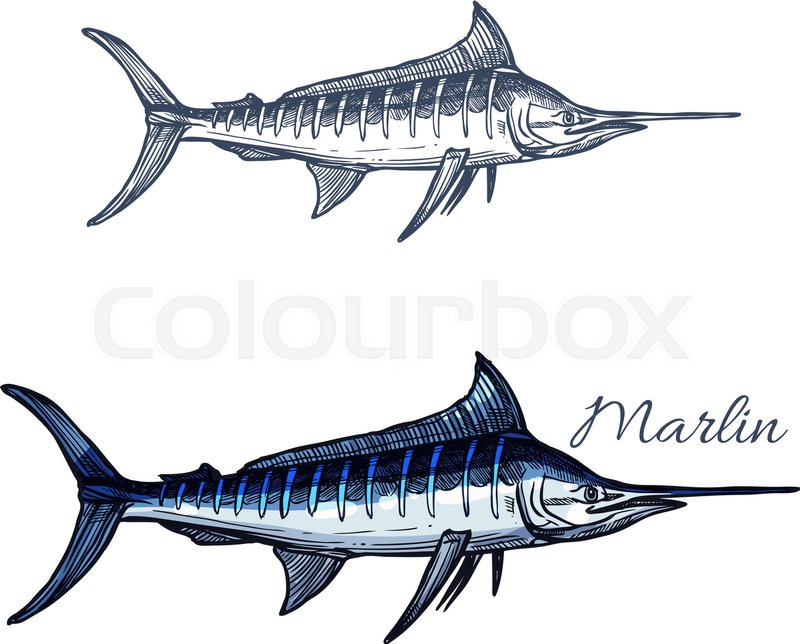 800x644 Marlin Sketch Vector Fish Icon. Ocean Or Sea Fish Species Of Blue - Blue Marlin Sketch
