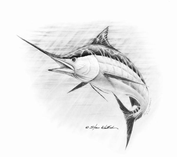 600x531 Pencil Art Blue Marlin Steve Whitlock Game Fish Art Steve - Blue Marlin Sketch